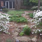 White azaleas in our backyard
