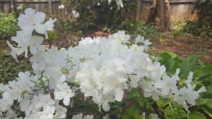 Azaleas in bloom