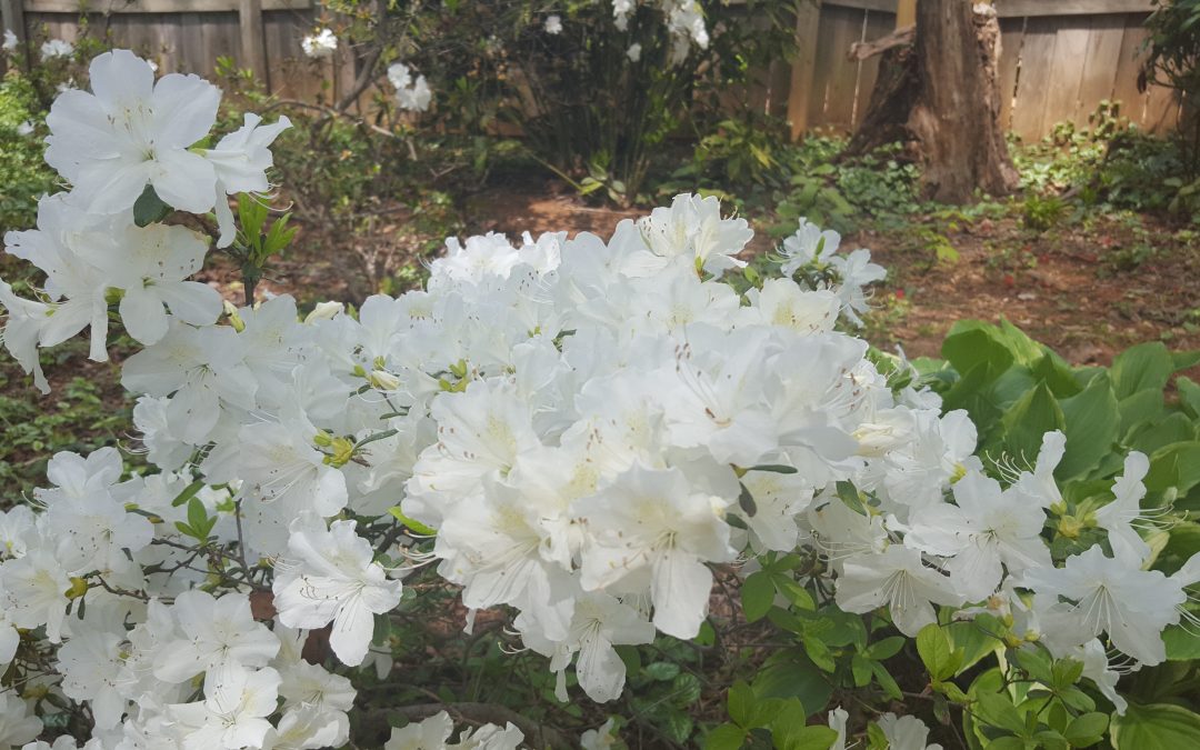 Azaleas in bloom